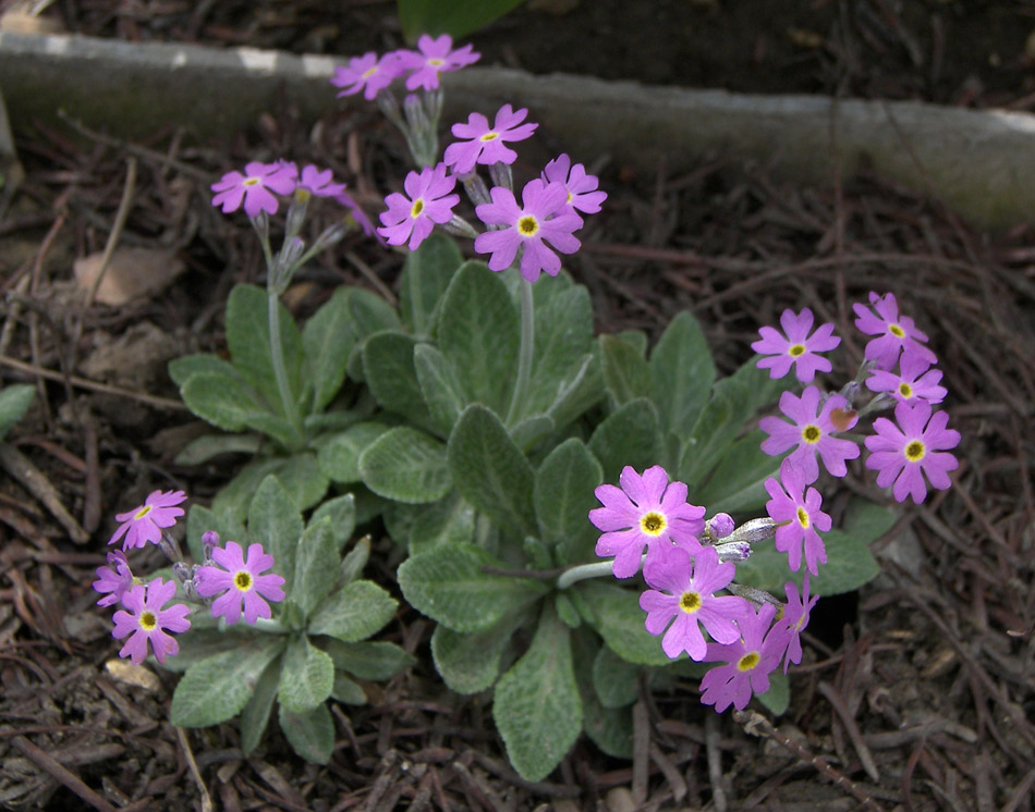 Изображение особи Primula frondosa.