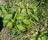 Plantago major