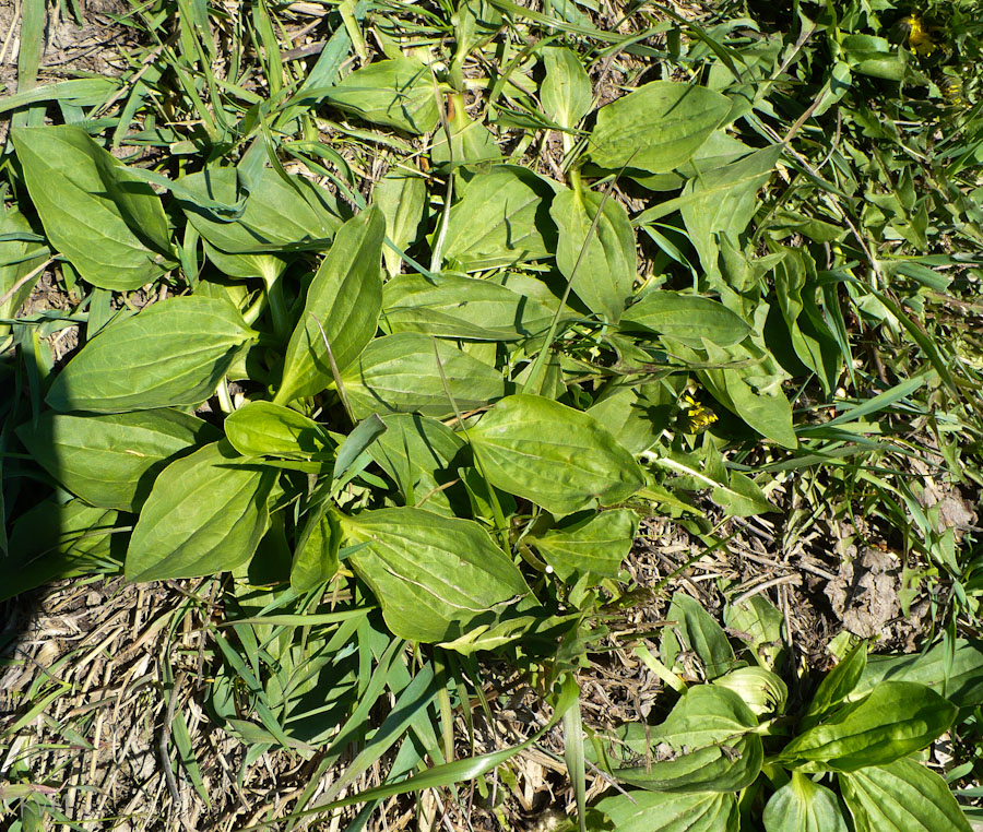 Изображение особи Plantago major.