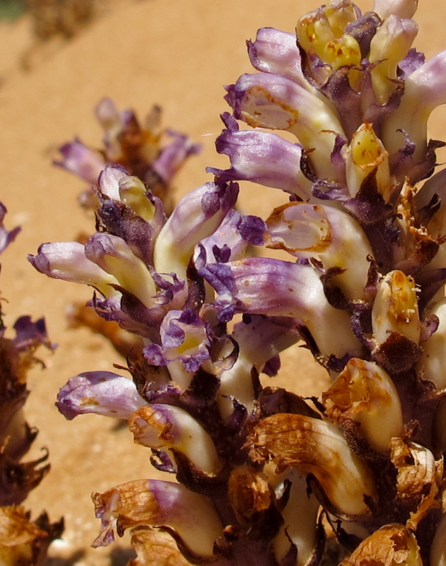 Image of Orobanche cernua specimen.