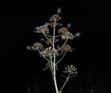 Ferula communis. Верхушка плодоносящего растения. Израиль, Голаны. 17.10.2011.