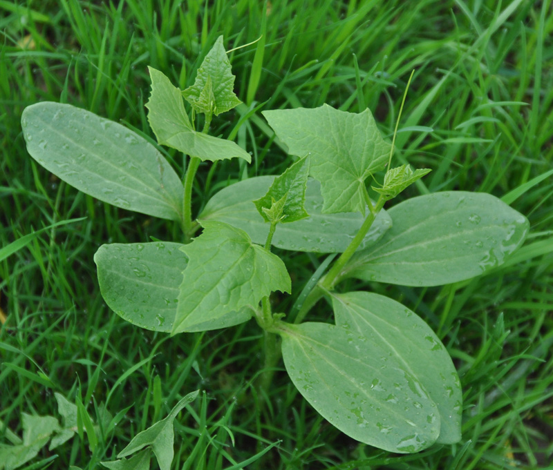 Изображение особи Echinocystis lobata.