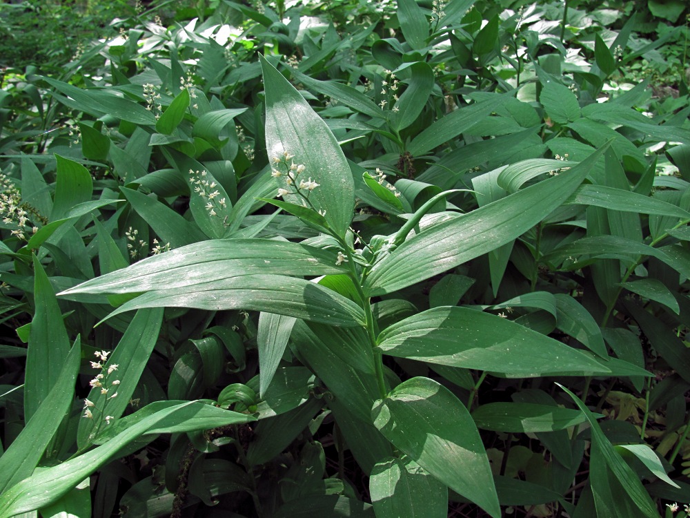 Изображение особи Smilacina stellata.