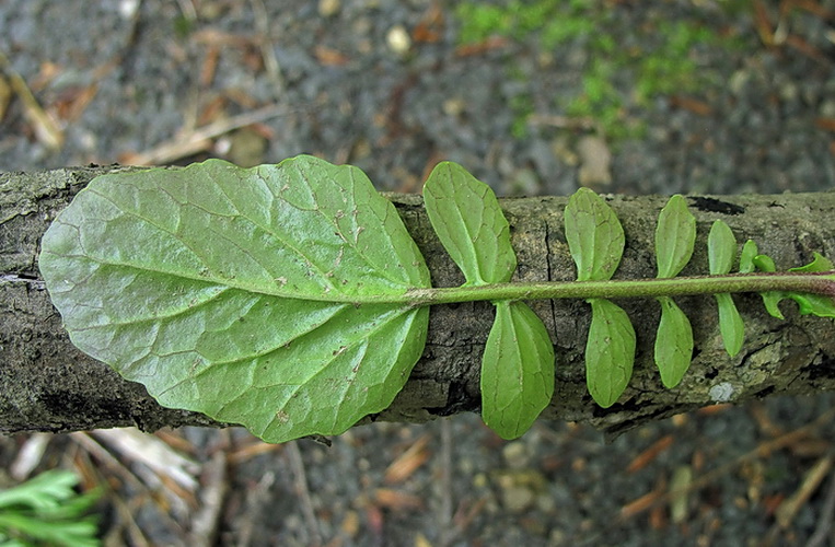 Изображение особи Barbarea vulgaris.