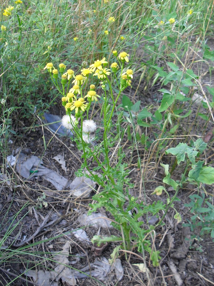 Изображение особи Senecio vernalis.