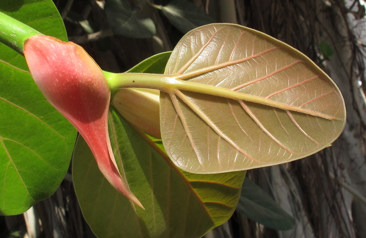 Изображение особи Ficus benghalensis.