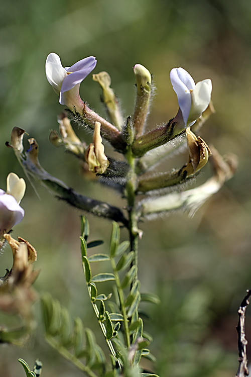 Image of Astragalus neolipskyanus specimen.