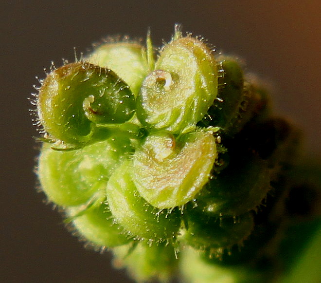 Image of Medicago lupulina specimen.