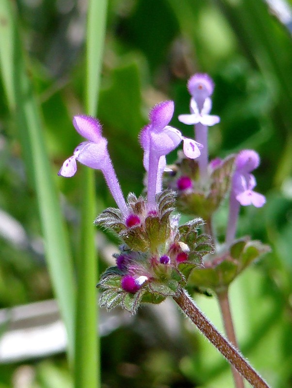 Image of Lamium amplexicaule specimen.