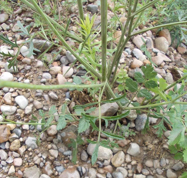 Image of genus Pimpinella specimen.