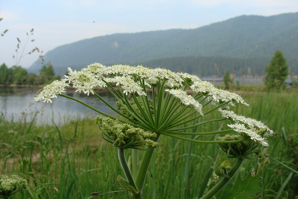 Изображение особи Heracleum dissectum.