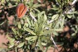 Amygdalus spinosissima. Веточка со зрелым раскрывшимся плодом. Узбекистан, Ташкентская обл., отроги Чаткальского хр. в окр. г. Газалкент. 25.08.2012.