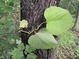 род Aristolochia