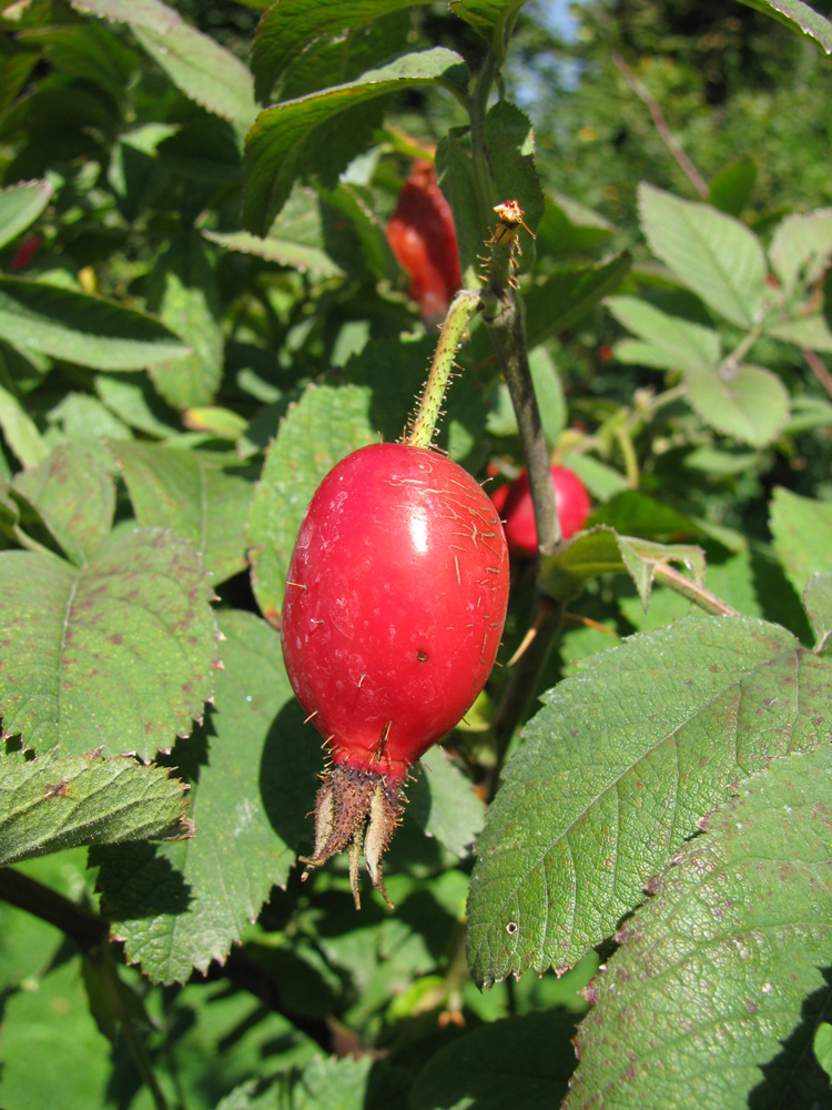 Изображение особи род Rosa.