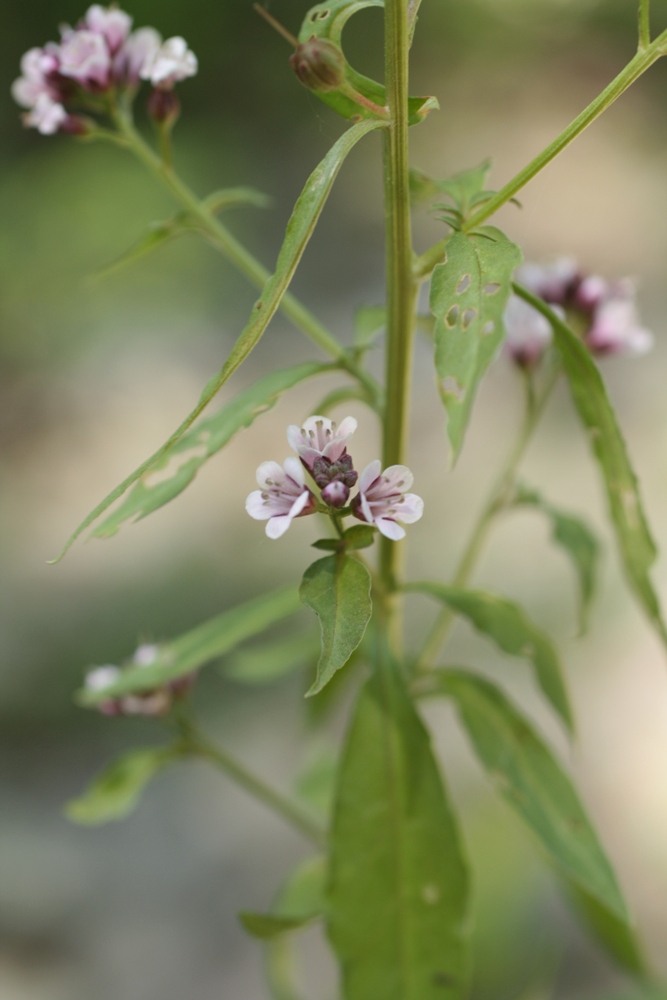 Изображение особи Lysimachia dubia.