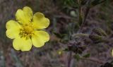 Potentilla recta