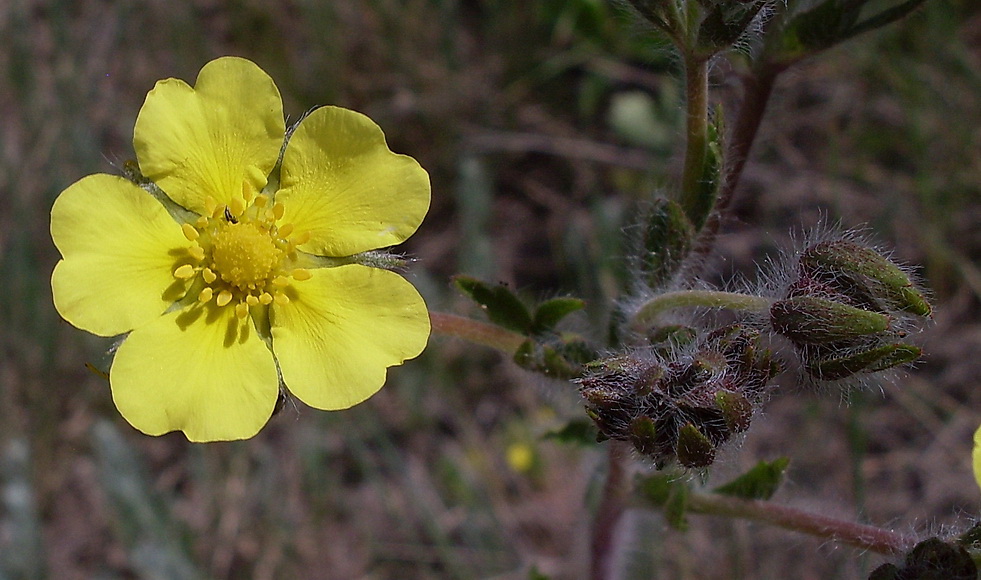 Image of Potentilla recta specimen.