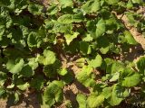 Tussilago farfara. Заросли на глинистом склоне. Курская обл., г. Железногорск. 17 июля 2007 г.