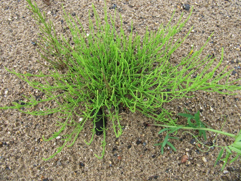 Image of Equisetum arvense specimen.