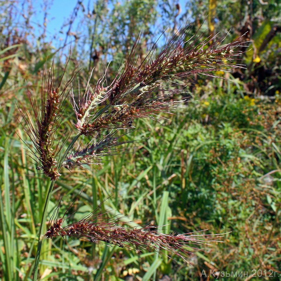 Image of Echinochloa crus-galli specimen.