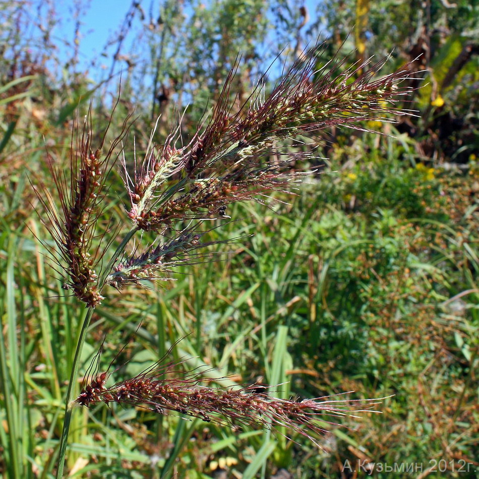 Изображение особи Echinochloa crus-galli.