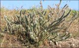 Echium biebersteinii