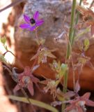 Campanula stellaris. Соцветия с цветками и завязавшимися плодами. Israel, Mount Carmel. Май 2006 г.