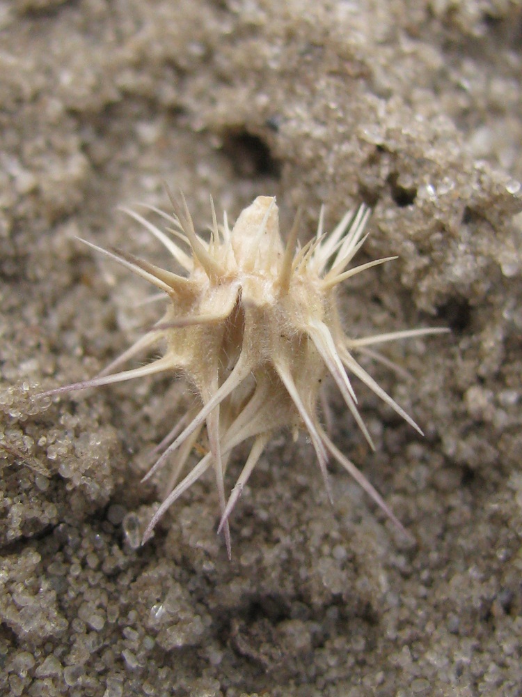 Image of Cenchrus longispinus specimen.