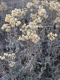 Helichrysum arenarium. Верхушки побегов с осыпавшимися соплодиями. Дагестан, окр. г. Махачкала, бархан Сарыкум. 14.09.2012.