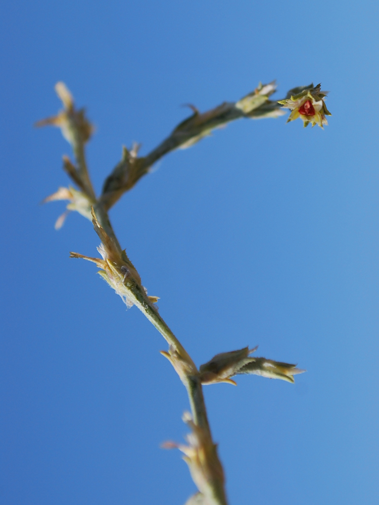 Изображение особи Girgensohnia oppositiflora.