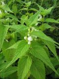 Lamium album ssp. orientale