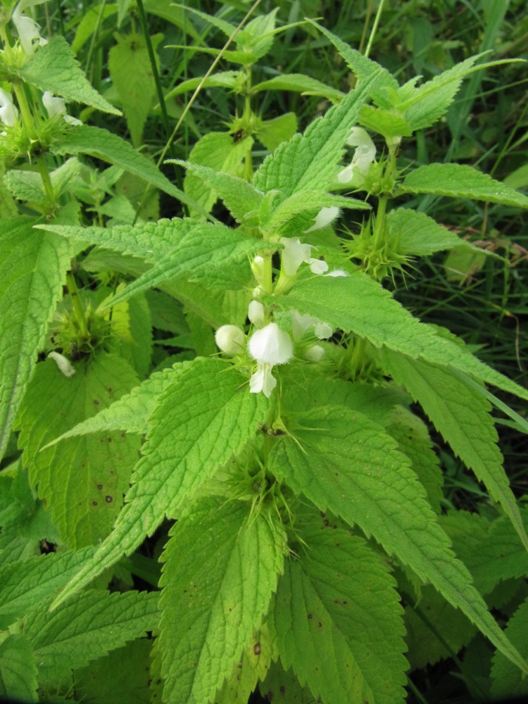 Image of Lamium album ssp. orientale specimen.