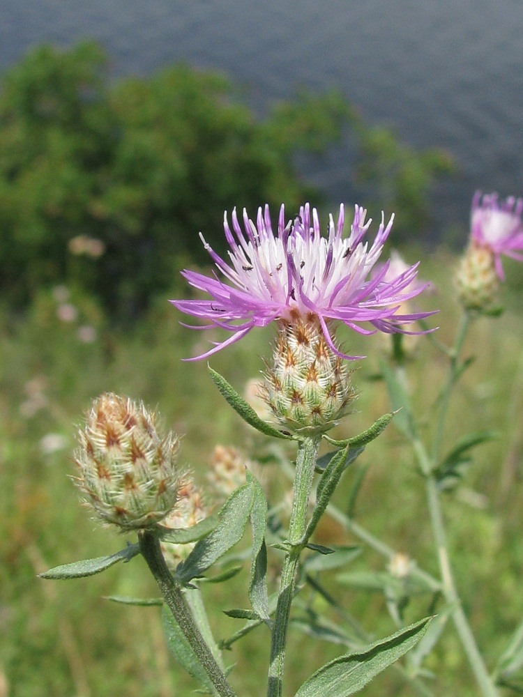 Изображение особи Centaurea biebersteinii.