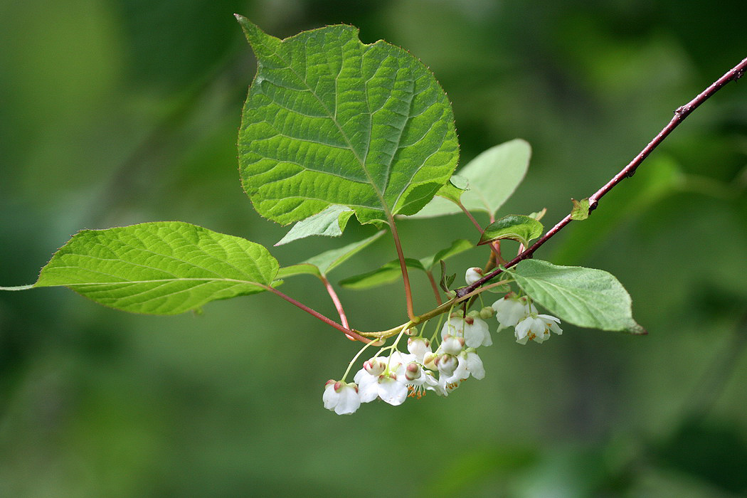 Image of Actinidia kolomikta specimen.