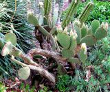 Opuntia microdasys. Цветущие растение. Франция, Приморские Альпы, г. Сен-Жан-Кап-Ферра, вилла Эфрусси-де-Ротшильд, парк, сад кактусов. 20.06.2012.