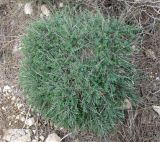 Euphorbia hierosolymitana. Вегетирующее растение. Израиль, Северный Негев, лес Лаав. 05.02.2013.