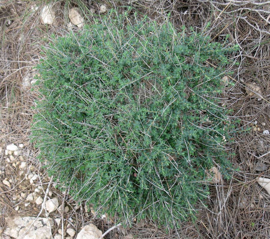 Изображение особи Euphorbia hierosolymitana.