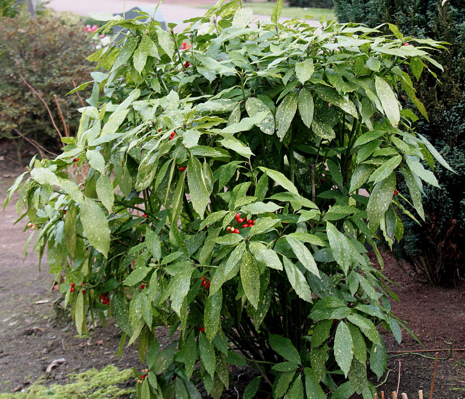 Image of Aucuba japonica specimen.