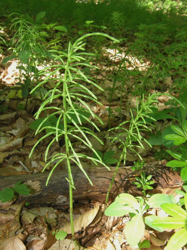 Image of Equisetum arvense specimen.