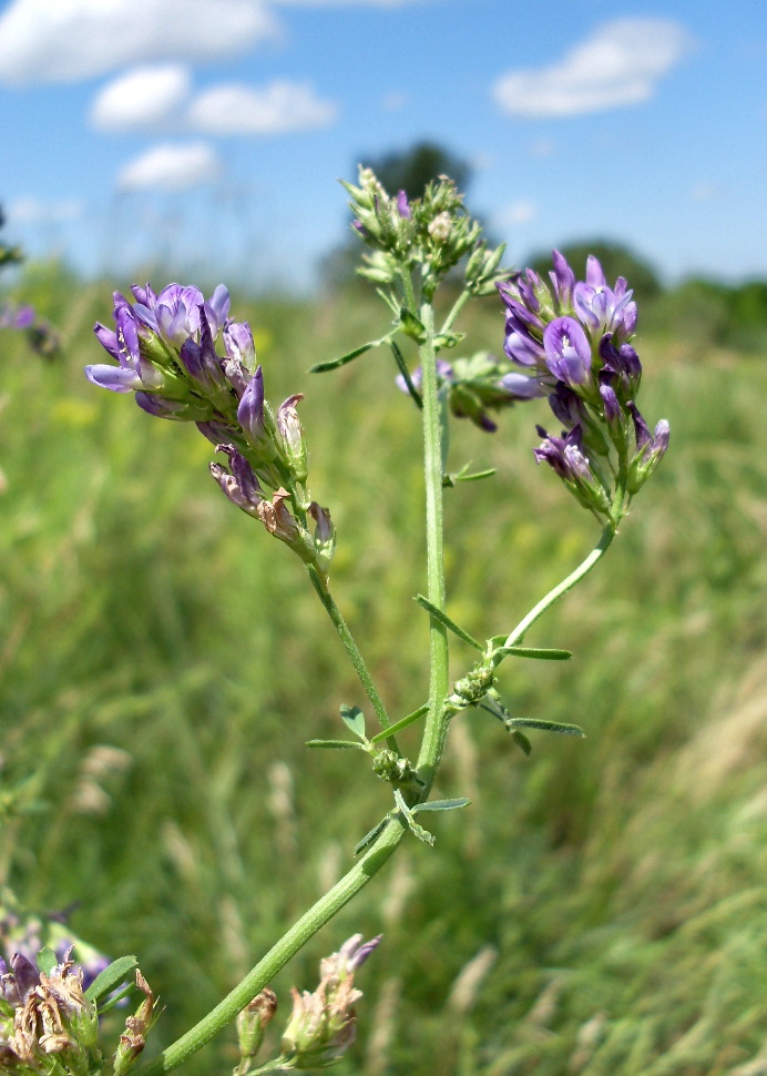 Изображение особи Medicago sativa.