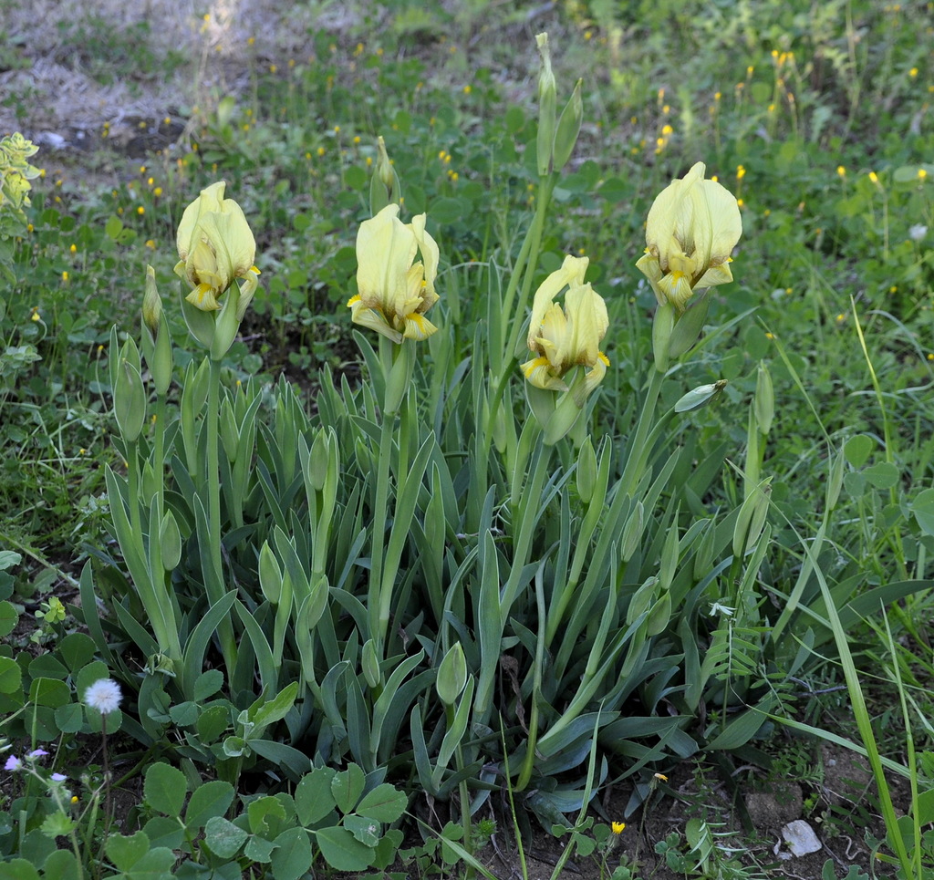 Изображение особи Iris reichenbachii.