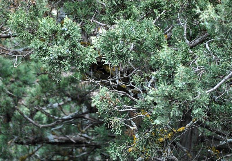 Image of Juniperus polycarpos specimen.