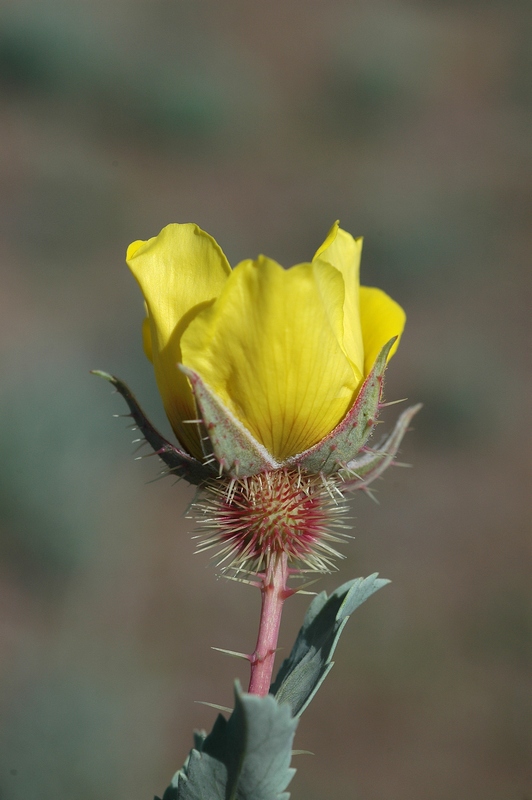 Image of Rosa persica specimen.
