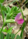 Vicia cordata. Цветок. Крым, окр. Ялты, пос. Голубой Залив, дубово-грабинниковый лес, обочина грунтовой дороги. 30 апреля 2013 г.