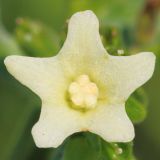 Anchusa ochroleuca. Цветок. Ростовская обл., Неклиновский р-н, Андреево-Мелентьевское с/п, балка Сухая. 21.05.2013.