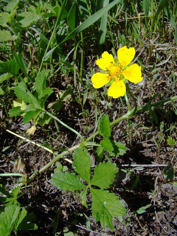 Image of Potentilla reptans specimen.