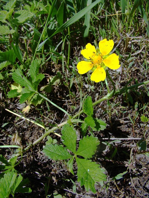 Image of Potentilla reptans specimen.