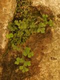 Asplenium ruta-muraria. Растение на скале. Крым, окр. пос. Никита, Никитская расселина. 24.05.2013.