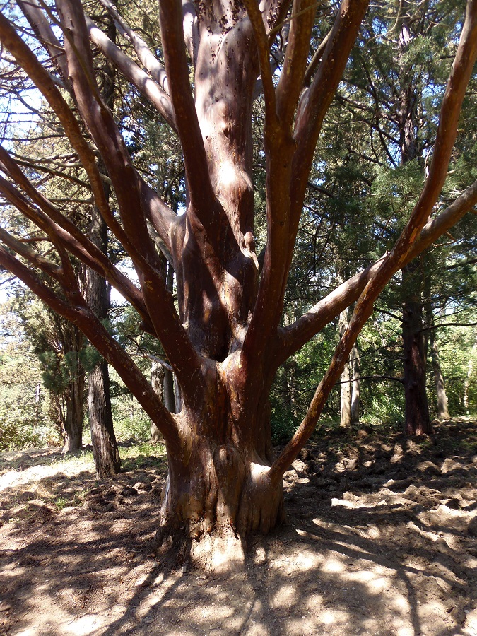 Image of Cupressus guadalupensis specimen.