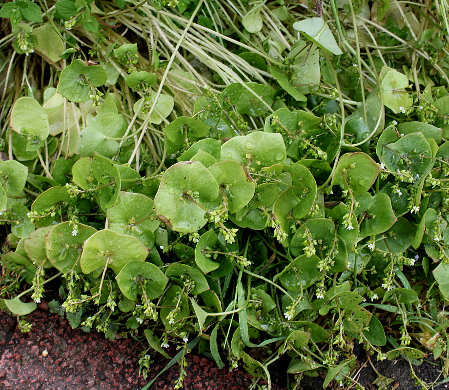 Изображение особи Claytonia perfoliata.